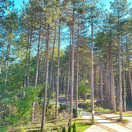 Pineta * Zlatibor